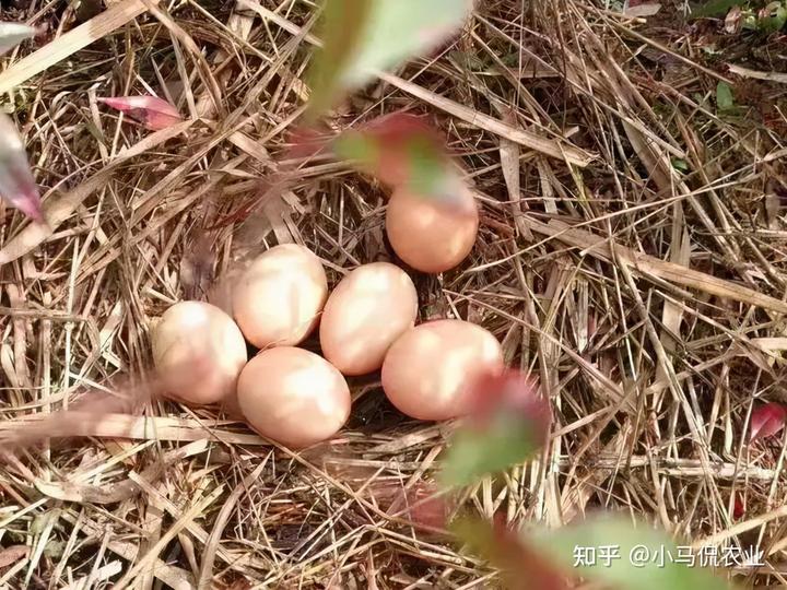 致富养殖鸡日本视频_养殖日本鸡致富_日本养鸡技术