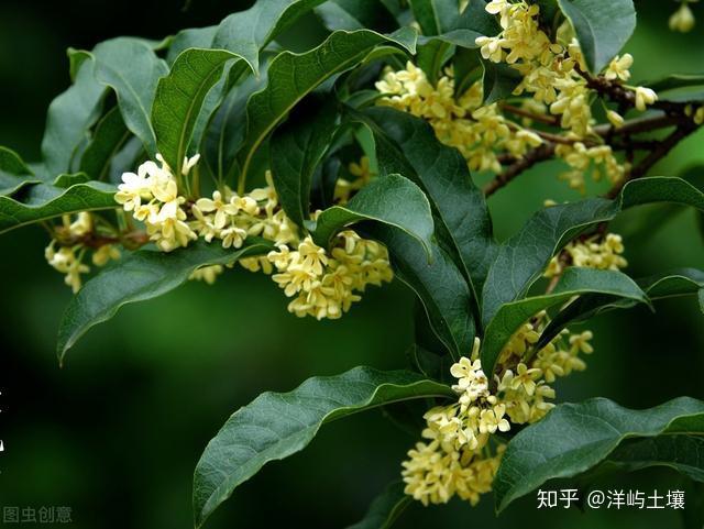 脚板薯栽培技术_脚板苕种植技术_脚板苕种植致富