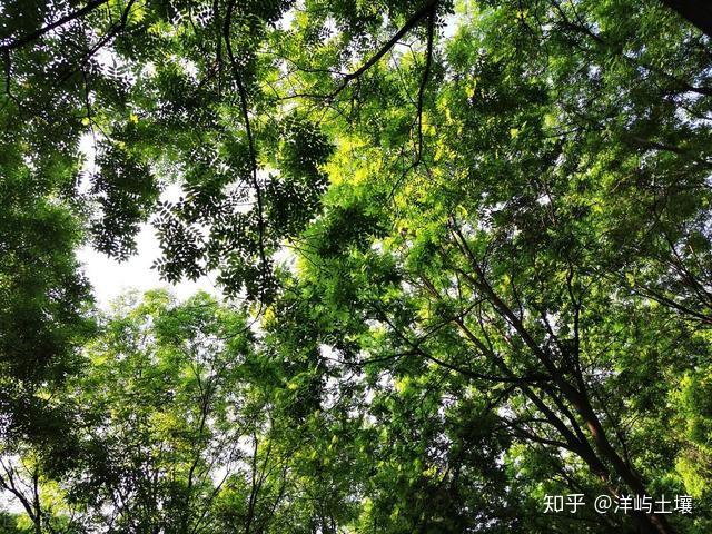 脚板薯栽培技术_脚板苕种植致富_脚板苕种植技术