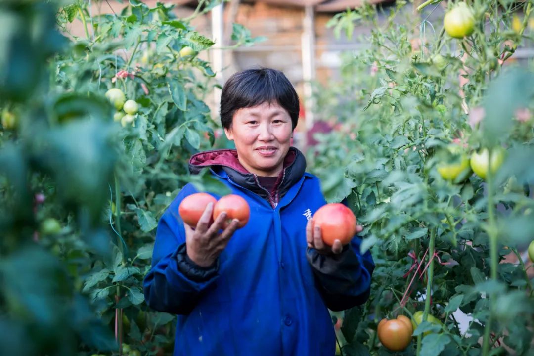 致富经大棚种植西红柿_种西红柿的大棚_大棚西红柿高产种植技术视频