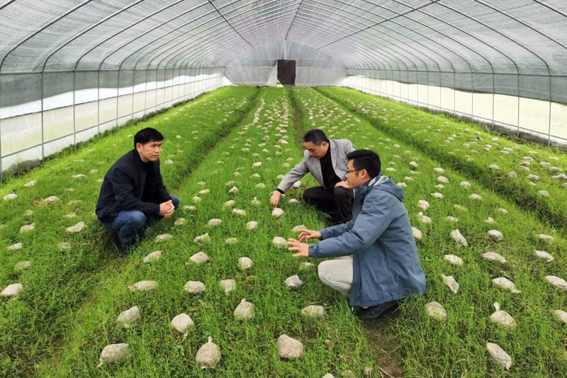 全州县农业专家实地调研指导羊肚菌种植（资料图）。永岁镇人民政府供图