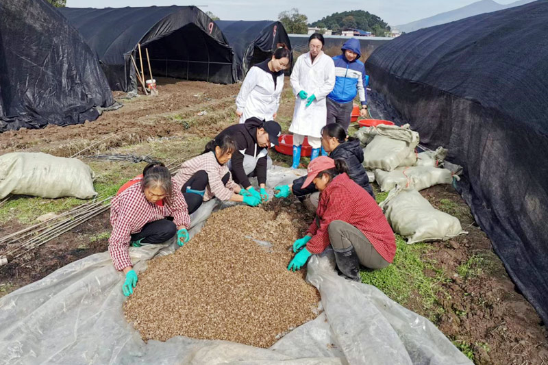 广西农业科学院专家到基地指导羊肚菌下田（资料图）。永岁镇人民政府供图