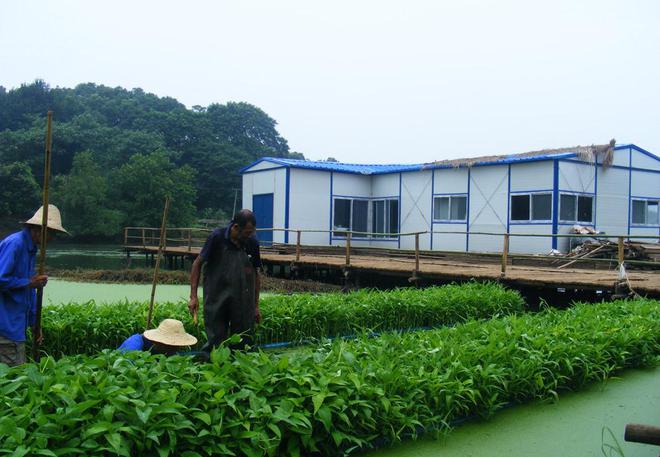 空心菜种植技术视频菜种植技术_空心菜水中种植教程_水上空心菜种植技术视频