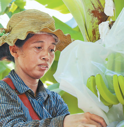 柬埔寨种菜骗局_柬埔寨种植致富_柬埔寨主要种植什么