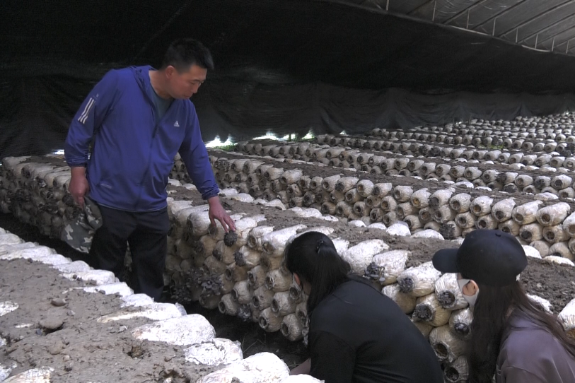 致富种植食用菌经历了多少年_种植食用菌致富经历_致富经食用菌种植视频