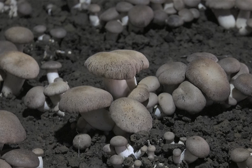 致富种植食用菌经历了多少年_种植食用菌致富经历_致富经食用菌种植视频