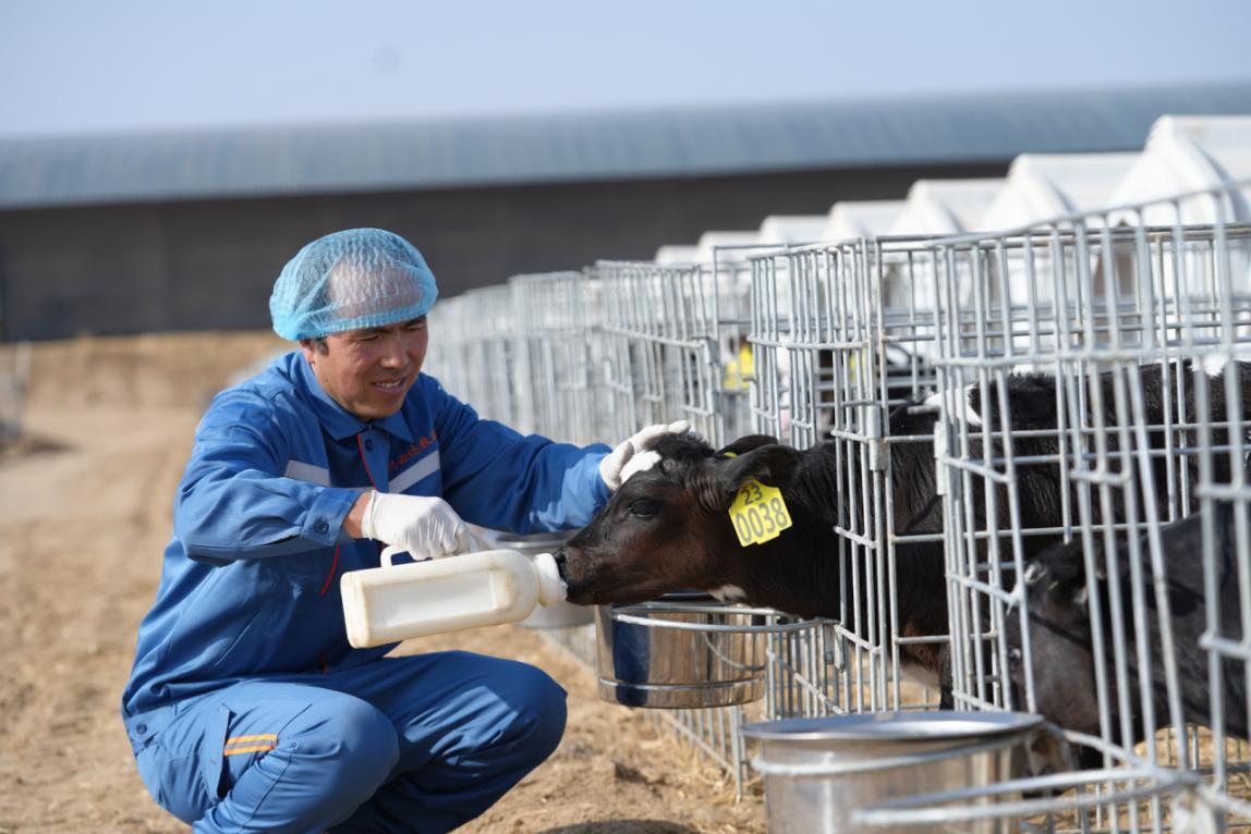 致富养猪场_致富牧场养殖大型饲料_大型牧场养殖致富