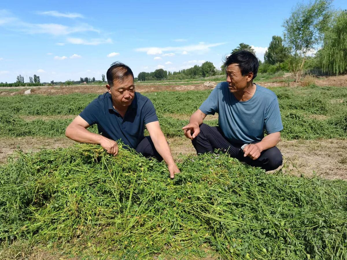 大型牧场养殖致富_致富养猪场_致富牧场养殖大型饲料