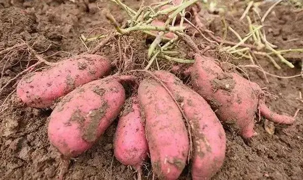 农村种植红薯致富_致富红薯种植农村视频_致富红薯种植农村图片大全