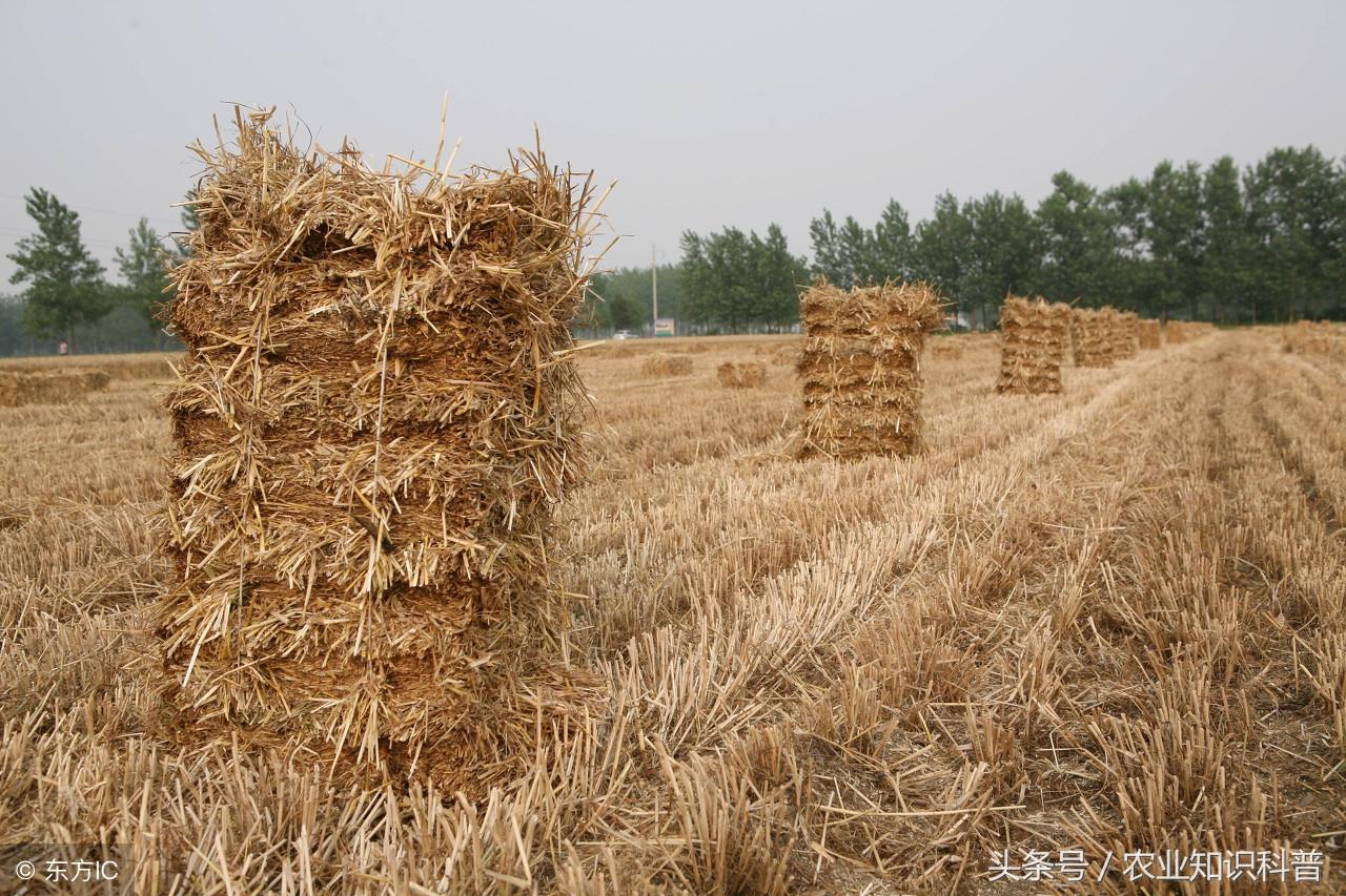 玉米秸、麦秸、果树枝条就连菌渣都可以作食用菌基质，7个配方！