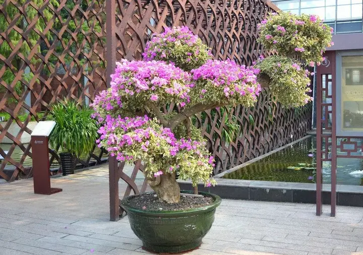 花木种植技术方案怎么写_花木种植技术_花木种植技术要点