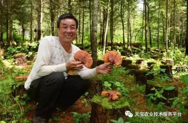 致富新丝路：树上结松塔，树下种灵芝！