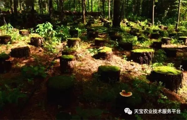 种植松塔致富_松塔如何种植松树_松塔盆栽种植具体步骤