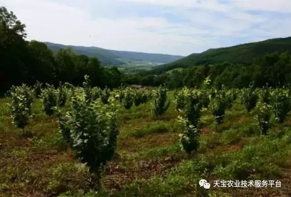 松塔如何种植松树_种植松塔致富_松塔盆栽种植具体步骤