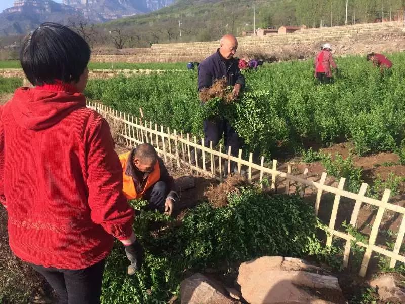 致富种植木槿怎么样_种植木槿致富_木槿种植