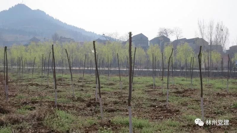 种植木槿致富_致富种植木槿怎么样_木槿种植