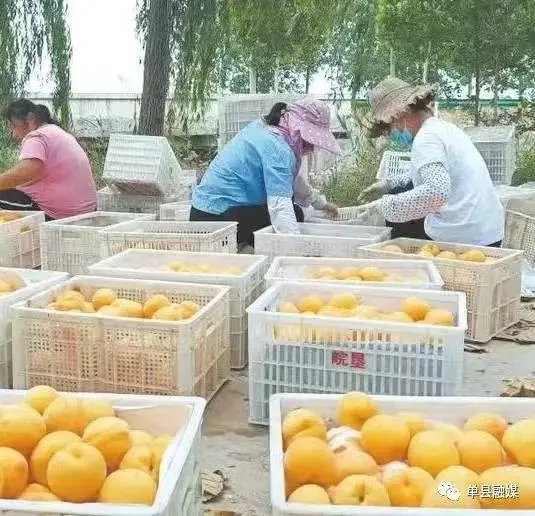 种桃大王的致富经_致富经水果大王_致富经王大裕