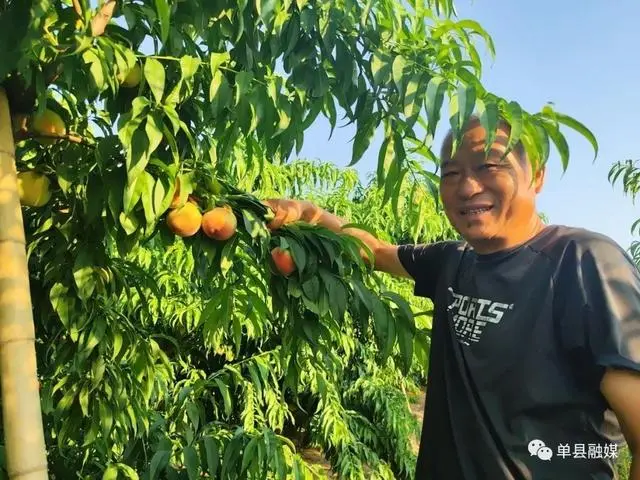 种桃大王的致富经_致富经水果大王_致富经王大裕