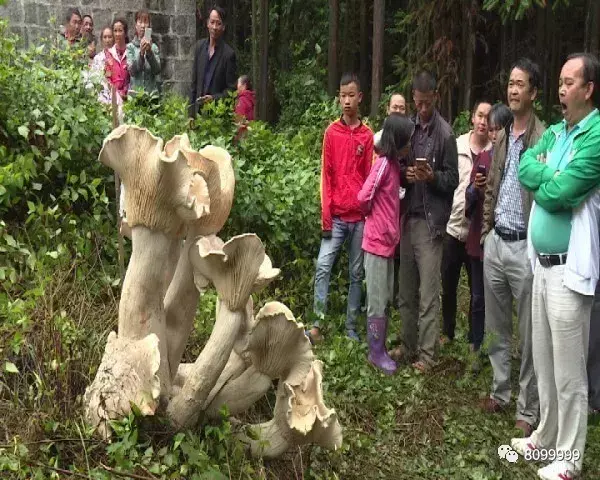 腾冲：巨型“蘑菇王”现身 专家称可食用