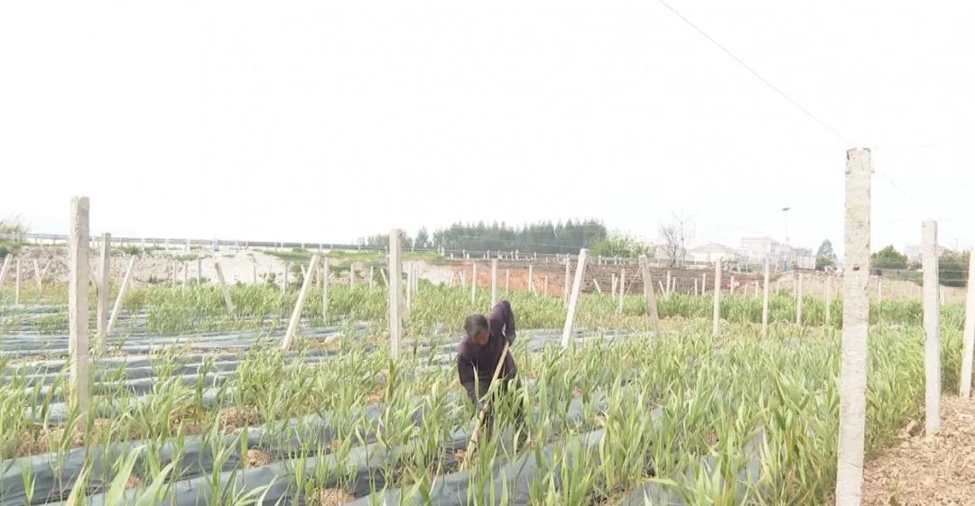 田野种植致富_致富经野菜种植_农村致富种植