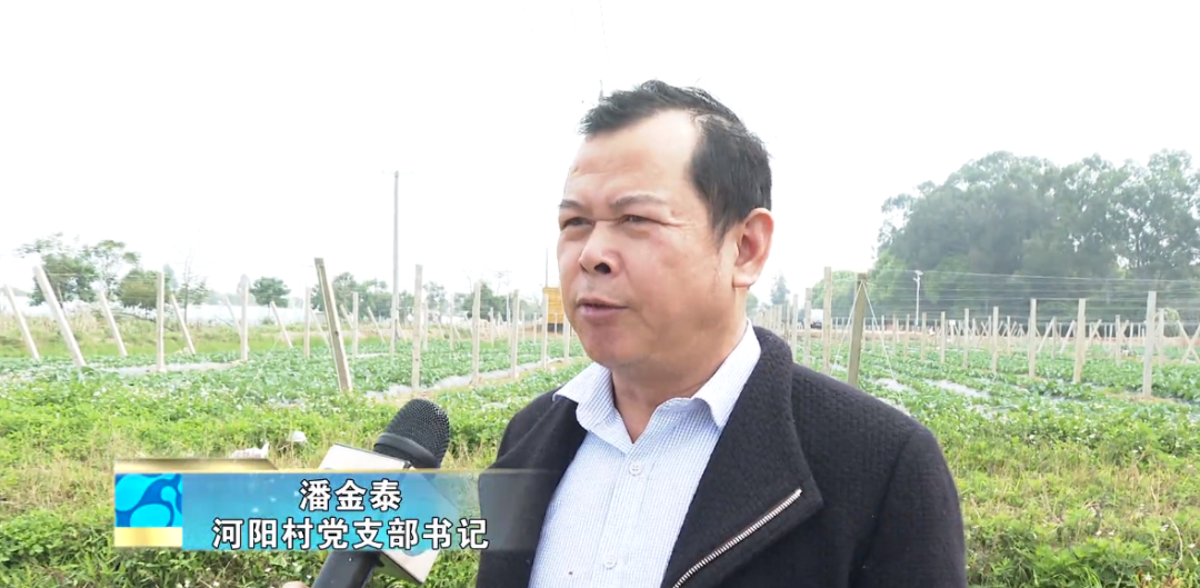 致富经野菜种植_农村致富种植_田野种植致富