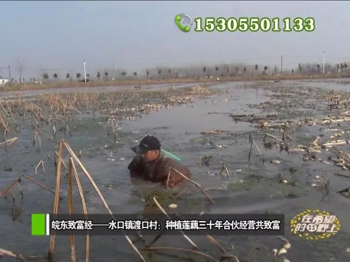 田野种植致富_田野种植什么_农村致富种植