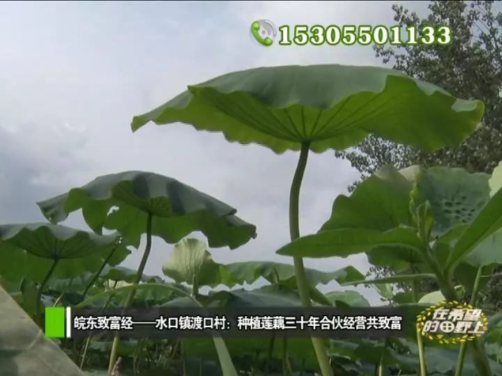 田野种植致富_农村致富种植_田野种植什么