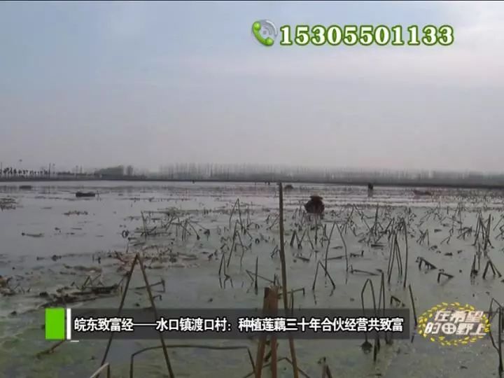 田野种植致富_田野种植什么_农村致富种植