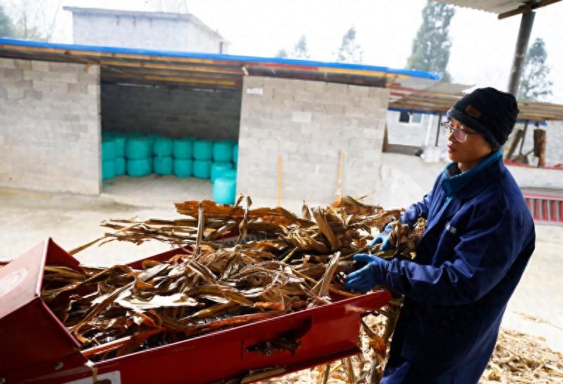 纳雍猪场乡：巧念养牛致富经 以产业振兴带动乡村振兴