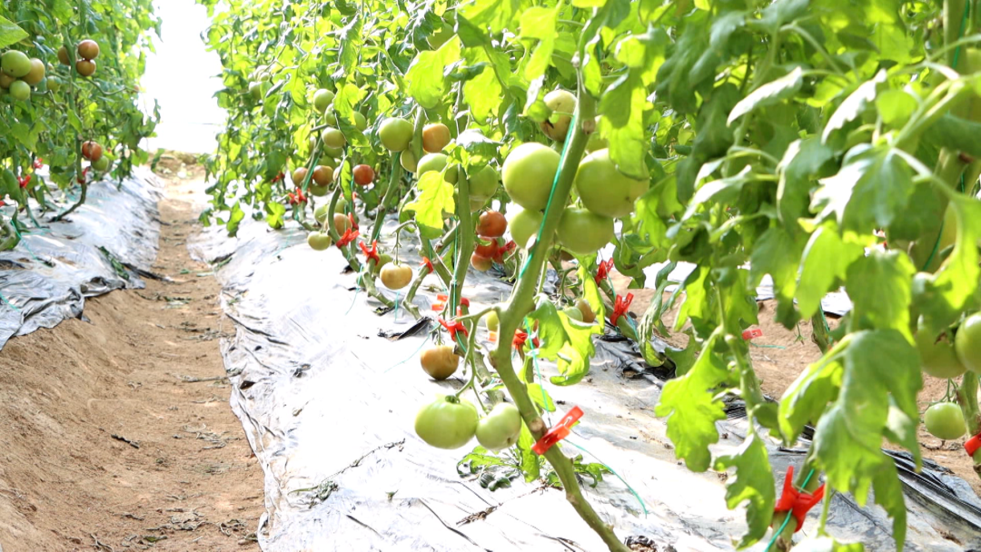 田野种植致富_致富经野菜种植_致富田园