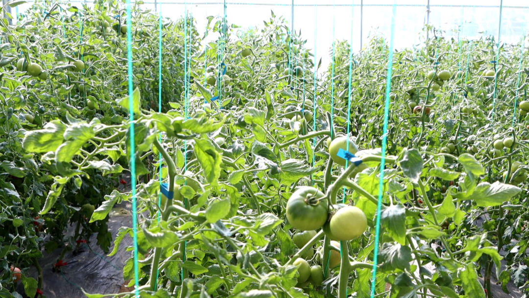 田野种植致富_致富经野菜种植_致富田园