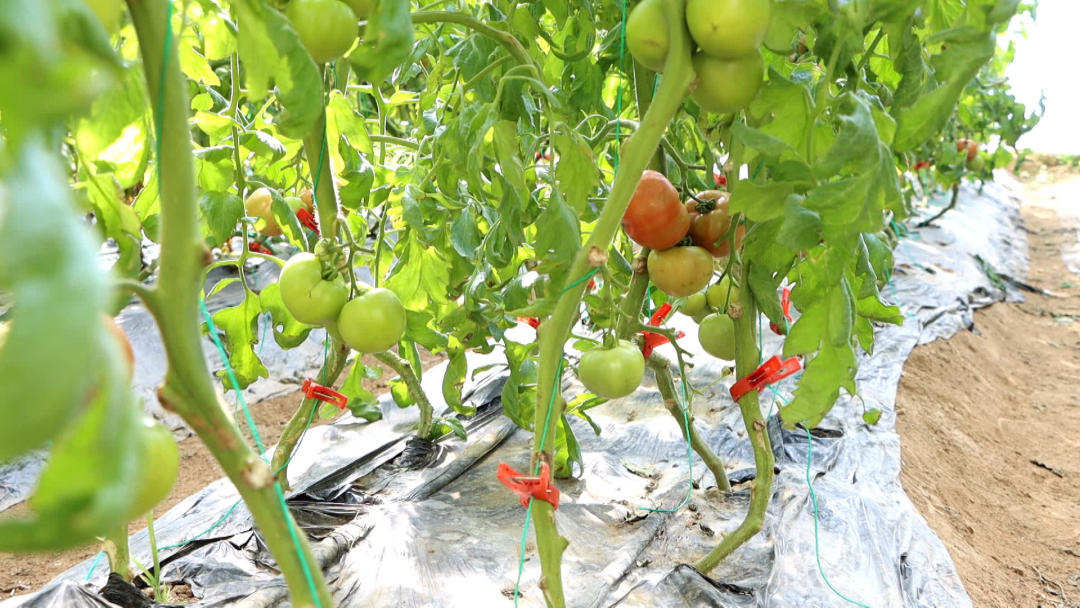 致富田园_致富经野菜种植_田野种植致富