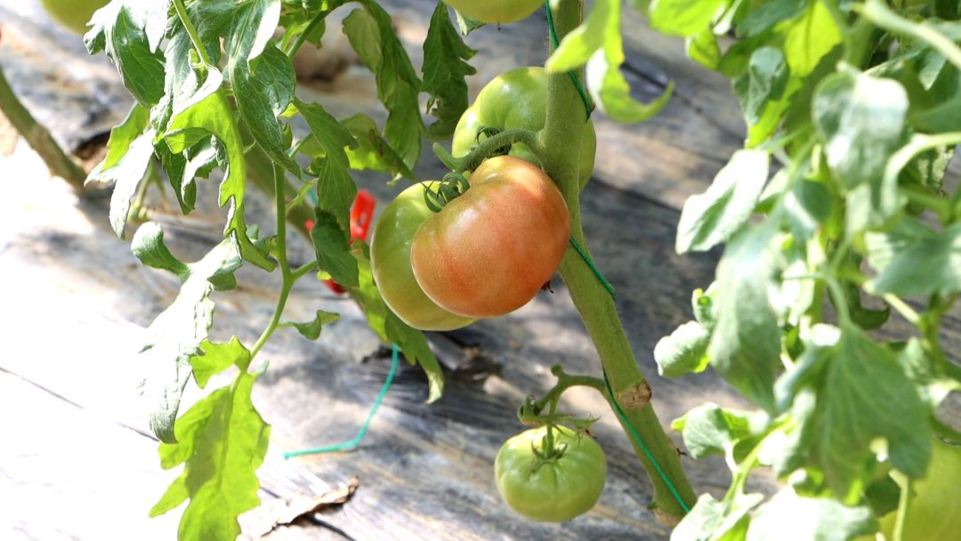 田野种植致富_致富田园_致富经野菜种植