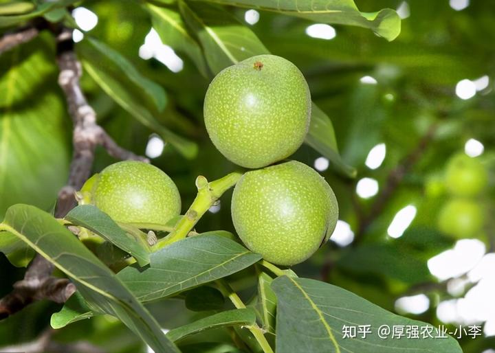 核桃种植技术视频_核桃种植技术_核桃种植技术视频教程