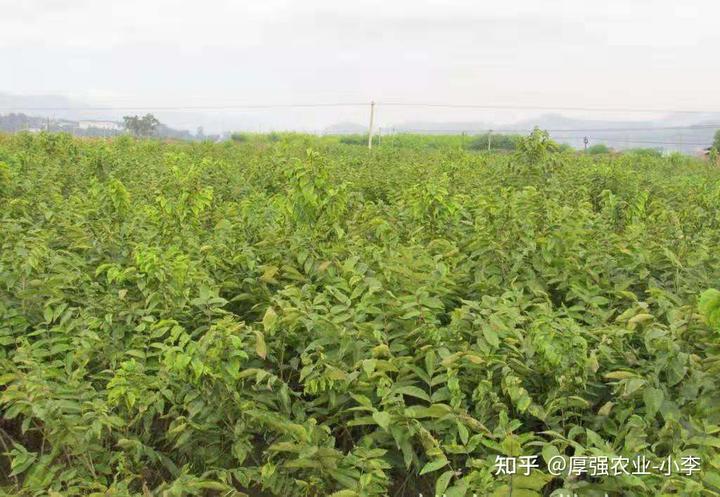 核桃种植技术_核桃种植技术视频教程_核桃种植技术视频