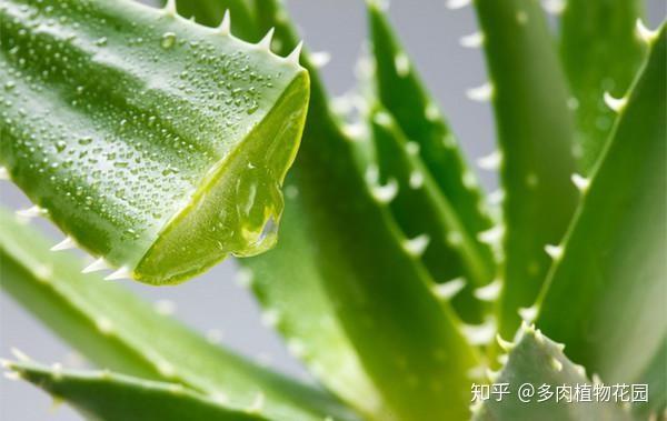 农业种植致富项目种植芦荟_2020年种植芦荟前景_种植致富芦荟农业项目名称