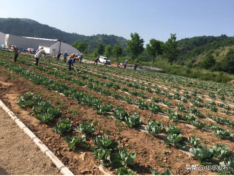 芦笋致富经_2020芦笋种植的前景_芦笋收益