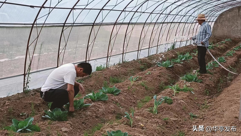 芦笋致富经_芦笋收益_2020芦笋种植的前景