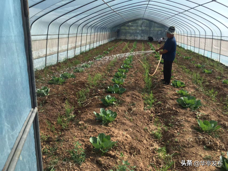 芦笋收益_芦笋致富经_2020芦笋种植的前景