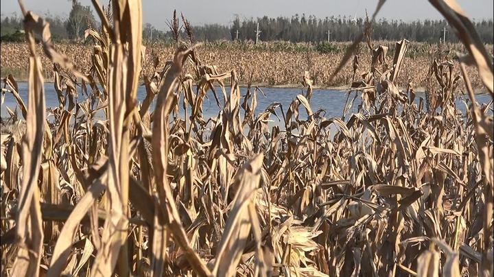 70后农民种植致富水稻_种水稻能致富吗_农民种植水稻会遇到哪些问题