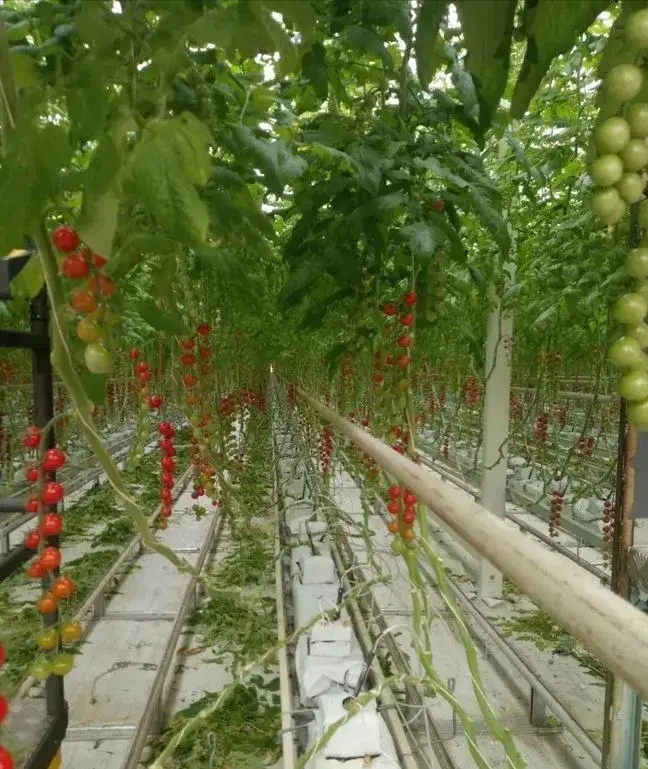 樱桃种植技术规程_樱桃种植技术视频春季管理_反季节樱桃种植视频