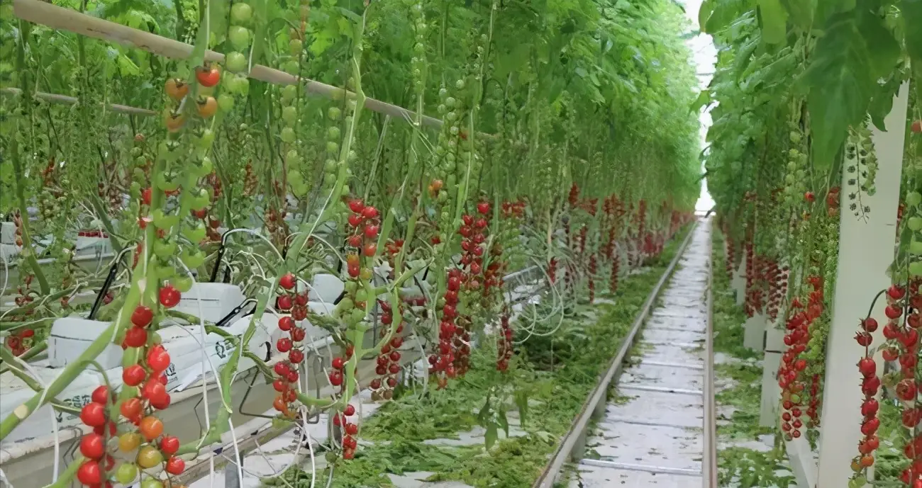 反季节樱桃种植视频_樱桃种植技术规程_樱桃种植技术视频春季管理