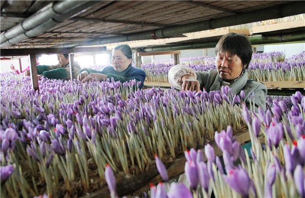 种花致富选什么品种_致富花草种植农村图片大全_农村种植致富花草