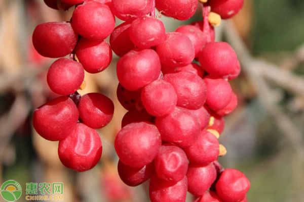 荒山种植什么致富_荒山种植什么赚钱_致富种植荒山图片