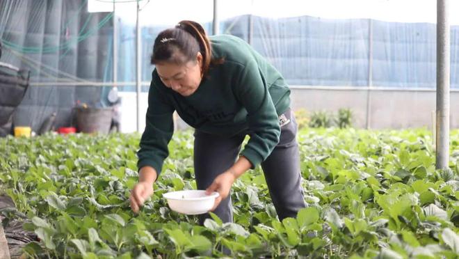 致富湖北种植草莓视频_湖北草莓主栽品种是哪些_湖北种植草莓致富