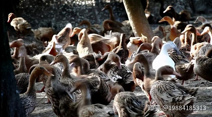 浙江肉鸽养殖致富_浙江肉鸽养殖基地_肉鸽养殖示范基地