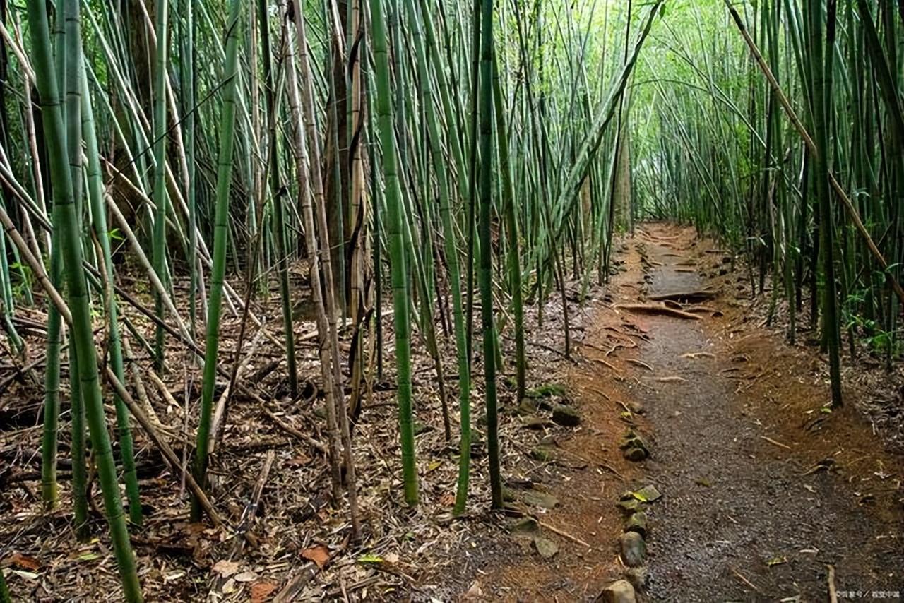 荒山种植什么赚钱_荒山种植什么致富_荒山致富项目