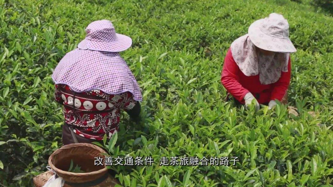 龙岩适合种植什么中药材_龙岩种植致富_龙岩适合种植什么果树