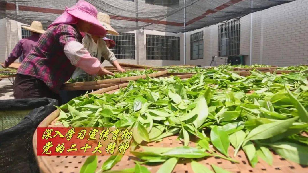 龙岩适合种植什么果树_龙岩适合种植什么中药材_龙岩种植致富