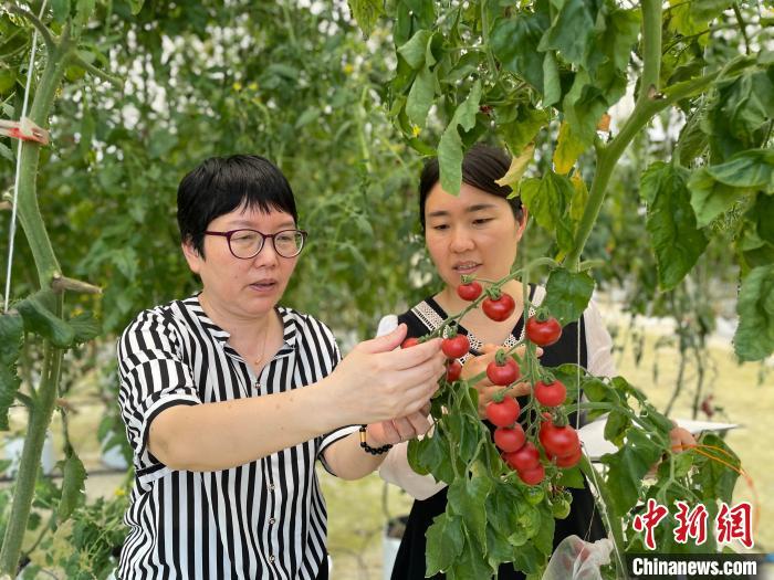 绣球菌种植工厂成本_绣球菌栽培技术_种植绣球菌致富新闻